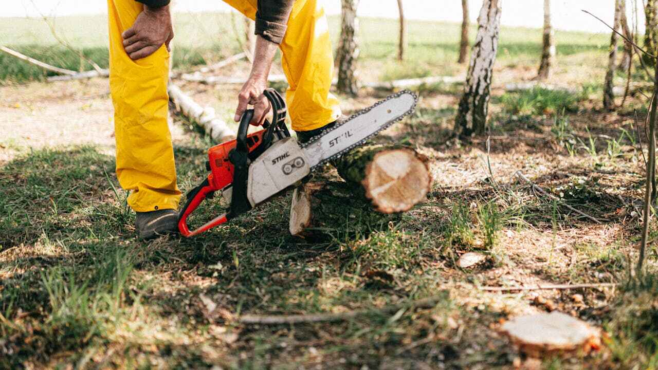 The Steps Involved in Our Tree Care Process in Inkster, MI